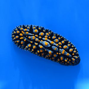 Swollen nudibranch (Phyllidia varicosa)