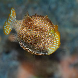Ornate cowfish (Aracana ornata)
