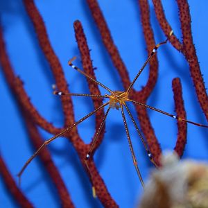 Ortmann's spider crab (Chirostylus ortmanni)