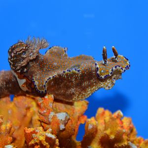 Kangaroo nudibranch (Ceratosoma tenue)