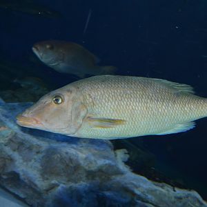 Longface emperor (Lethrinus olivaceus)