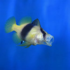 Barred soapfish (Diploprion bifasciatum)