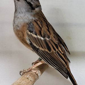 Rock bunting