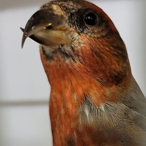Red crossbill