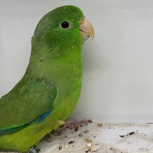 Green-rumped parrotlet subspecies deliciosus - male