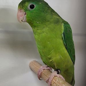 Speclacted parrotlet - female