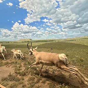 Pronghorn