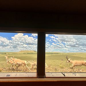 Pronghorn Diorama