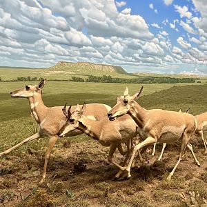 Pronghorn