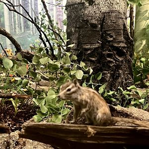 Least Chipmunk