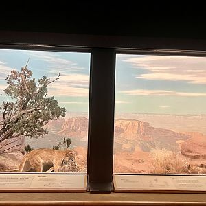 Cougar Diorama