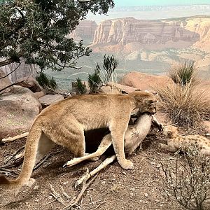 Cougar and Mule Deer