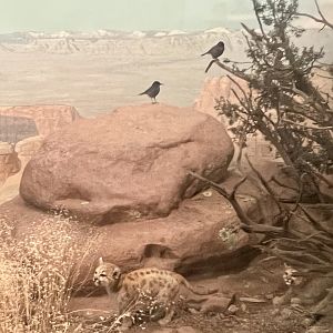 Pinyon Jays and Cougar
