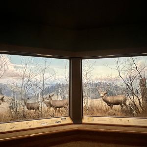 Mule Deer Diorama