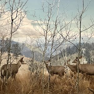 Mule Deer