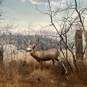 Mule Deer