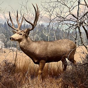 Mule Deer
