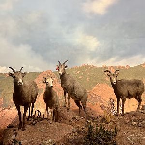 Bighorn Sheep