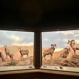 Bighorn Sheep Diorama