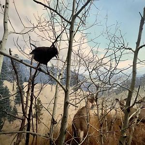 Steller Jay and Mule Deer