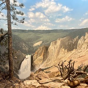 Western Grey Squirrel  and American Marten