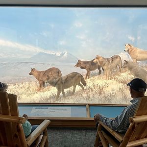 Guest Viewing Grey Wolf Diorama