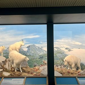 Mountain Goat Diorama