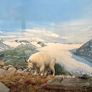 Mountain Goat with Diorama Detail