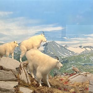 Mountain Goats
