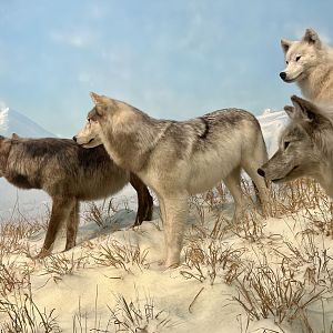 Grey Wolves close view