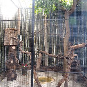 Purple-naped lory aviary, 2022-08-28