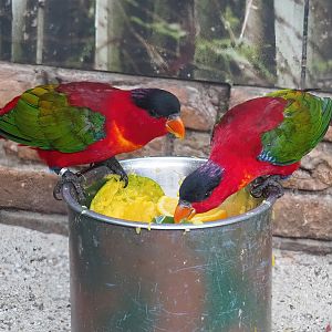 Purple-naped lories (Lorius domicella), 2022-08-28