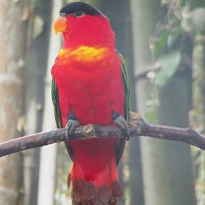 Purple-naped lory (Lorius domicella), 2022-08-28