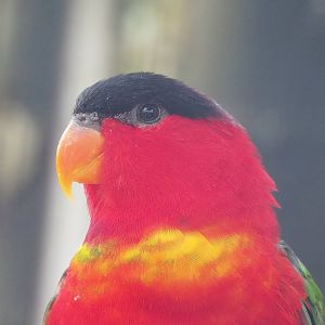Purple-naped lory (Lorius domicella), 2022-08-28
