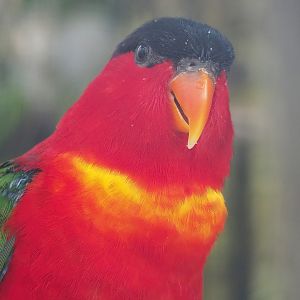 Purple-naped lory (Lorius domicella), 2022-08-28