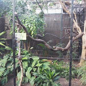 Silvery-cheeked hornbill aviary, 2022-08-28