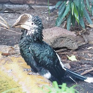 Silvery-cheeked hornbill (Bycanistes brevis), 2022-08-28
