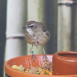 Female Siberian rubythroat (Calliope calliope), 2022-08-28