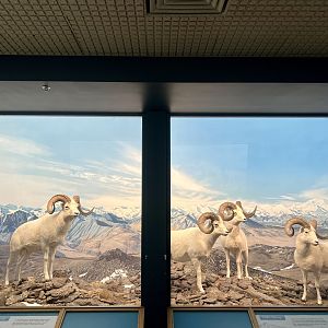 Dall Sheep Diorama