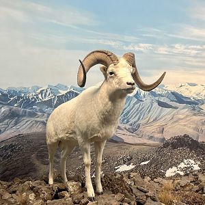 Dall Sheep