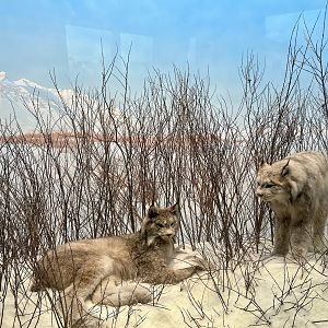 Canada Lynx