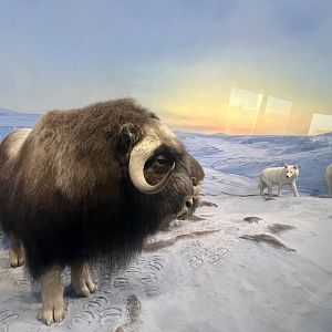 Muskox and Grey Wolves