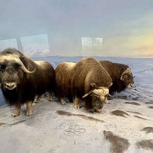 Muskox
