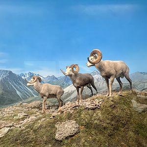 Stone Sheep