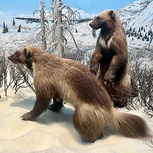 Wolverines