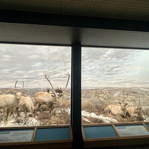 Caribou Diorama