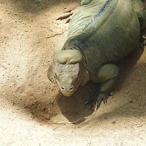 Rhinoceros Iguana