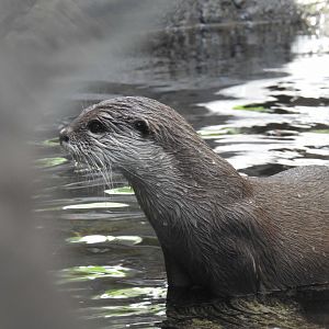 Asian Small-Clawed Otter