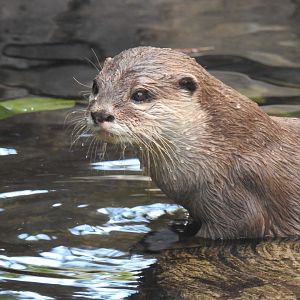 Asian Small-Clawed Otter