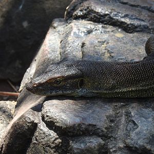 Merten's Water-Monitor